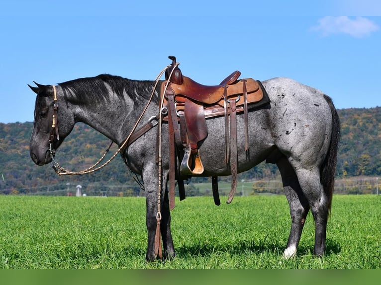 American Quarter Horse Castrone 6 Anni 147 cm Roano blu in Rebersburg