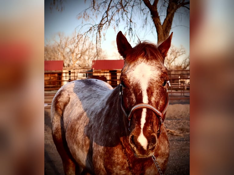 American Quarter Horse Castrone 6 Anni 147 cm Roano rosso in Fort Collins CO