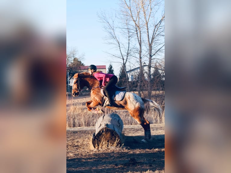 American Quarter Horse Castrone 6 Anni 147 cm Roano rosso in Fort Collins CO