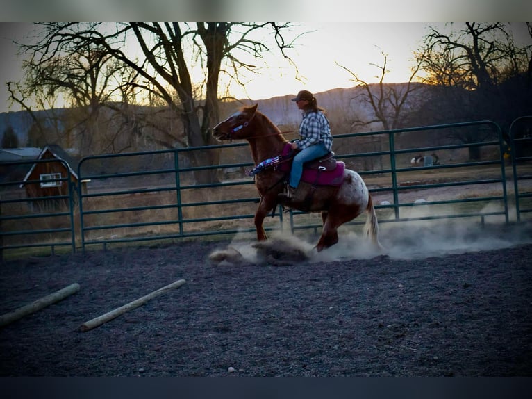 American Quarter Horse Castrone 6 Anni 147 cm Roano rosso in Fort Collins CO