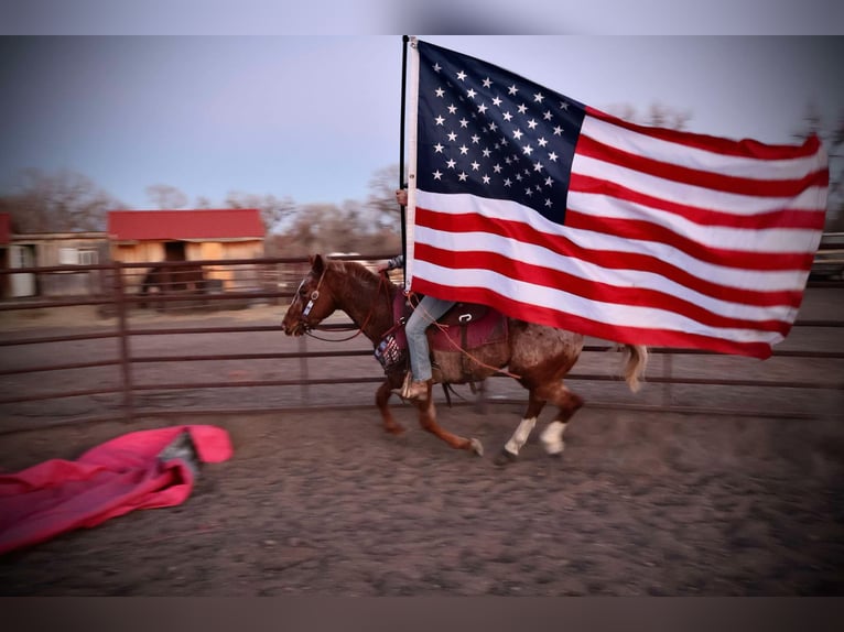 American Quarter Horse Castrone 6 Anni 147 cm Roano rosso in Fort Collins CO