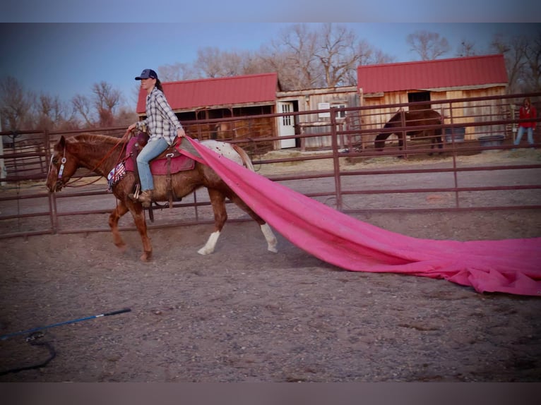 American Quarter Horse Castrone 6 Anni 147 cm Roano rosso in Fort Collins CO