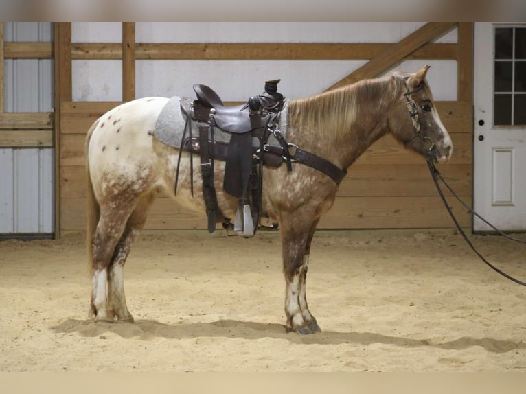 American Quarter Horse Castrone 6 Anni 147 cm Roano rosso in Sonora kY