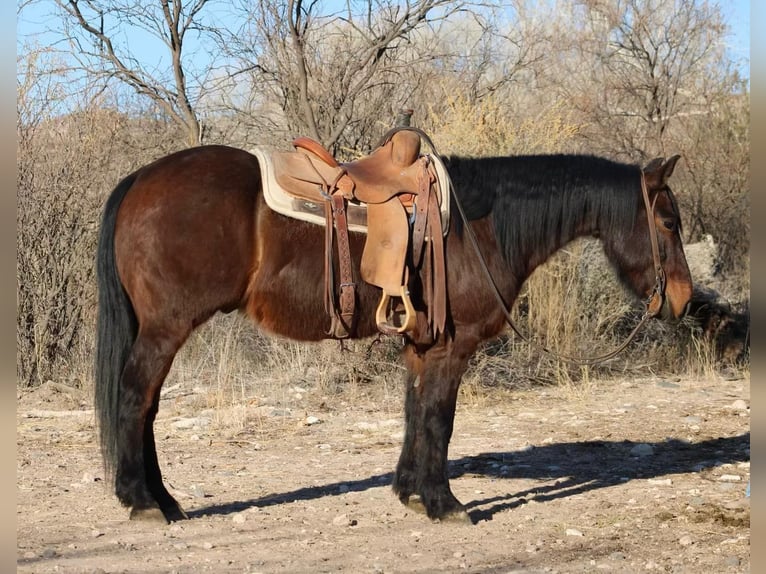 American Quarter Horse Castrone 6 Anni 147 cm Roano rosso in Sonora KY