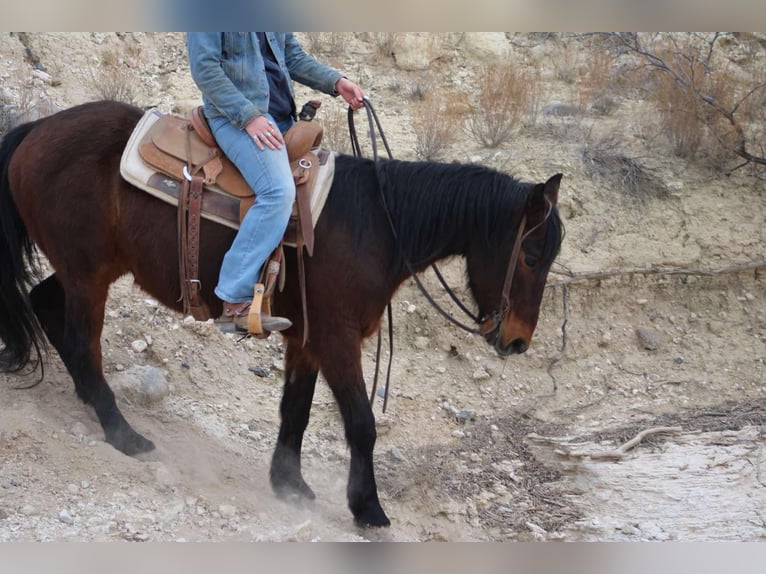 American Quarter Horse Castrone 6 Anni 147 cm Roano rosso in Sonora KY