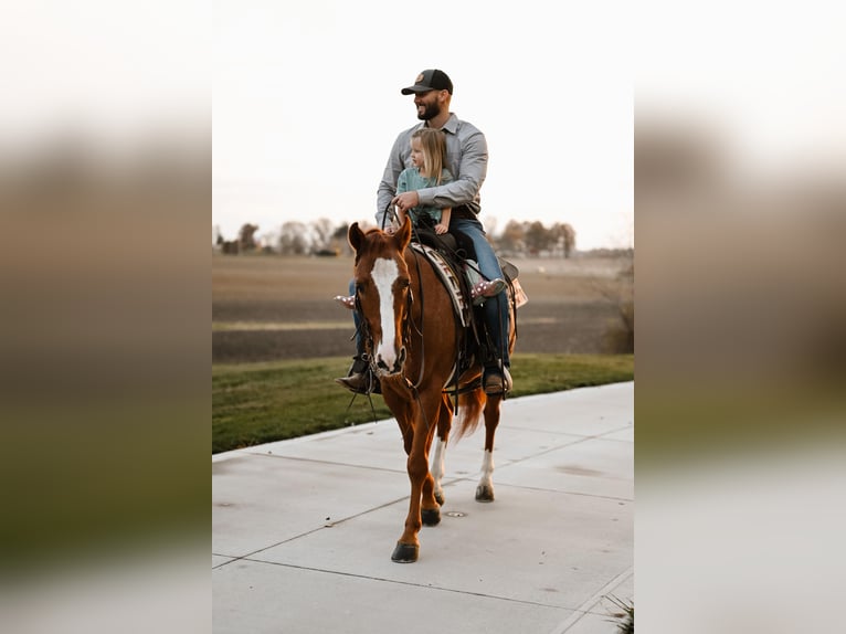 American Quarter Horse Castrone 6 Anni 147 cm Roano rosso in Orrville, OH