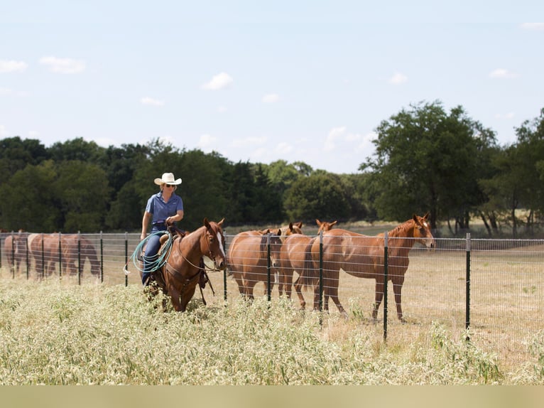 American Quarter Horse Castrone 6 Anni 147 cm Roano rosso in Collinsville, TX