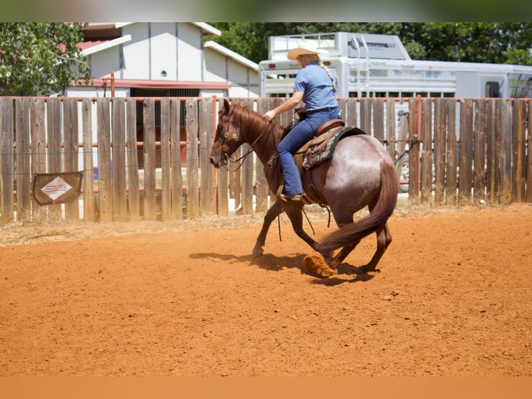 American Quarter Horse Castrone 6 Anni 147 cm Roano rosso in Collinsville, TX