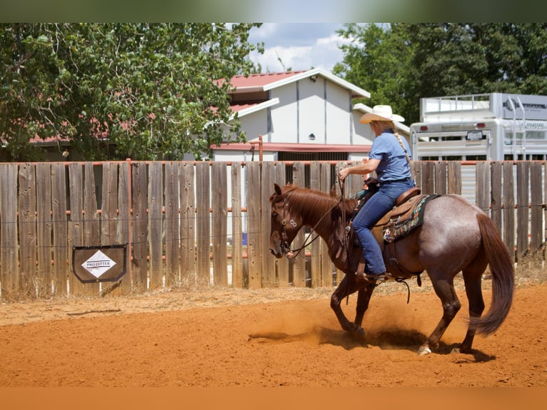 American Quarter Horse Castrone 6 Anni 147 cm Roano rosso in Collinsville, TX