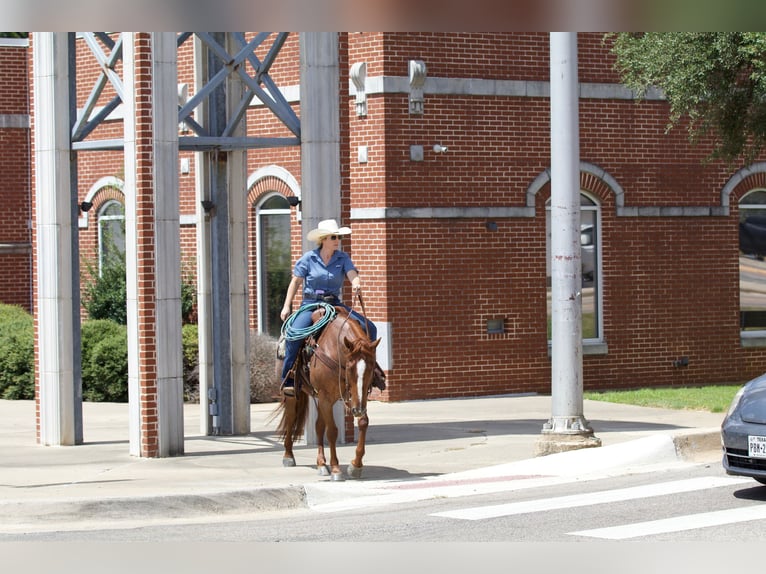 American Quarter Horse Castrone 6 Anni 147 cm Roano rosso in Collinsville, TX