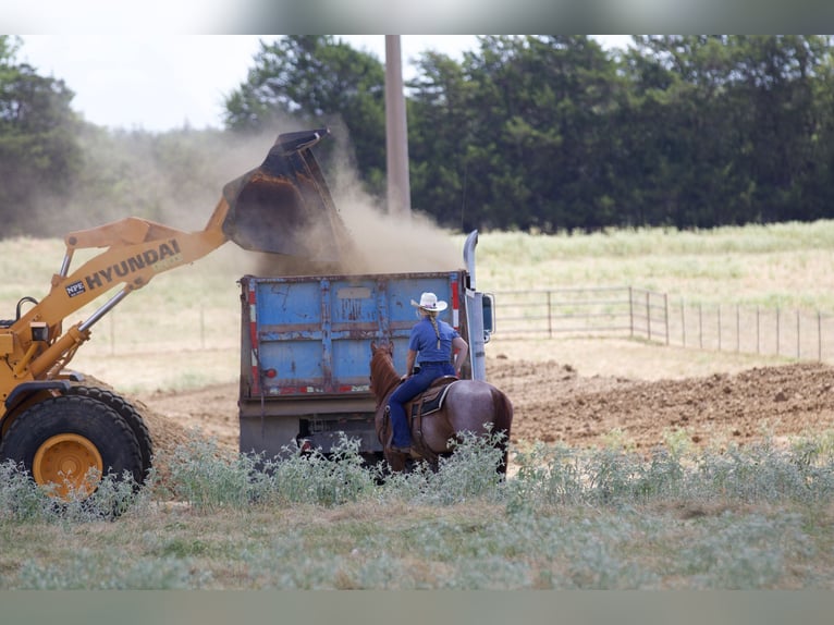 American Quarter Horse Castrone 6 Anni 147 cm Roano rosso in Collinsville, TX