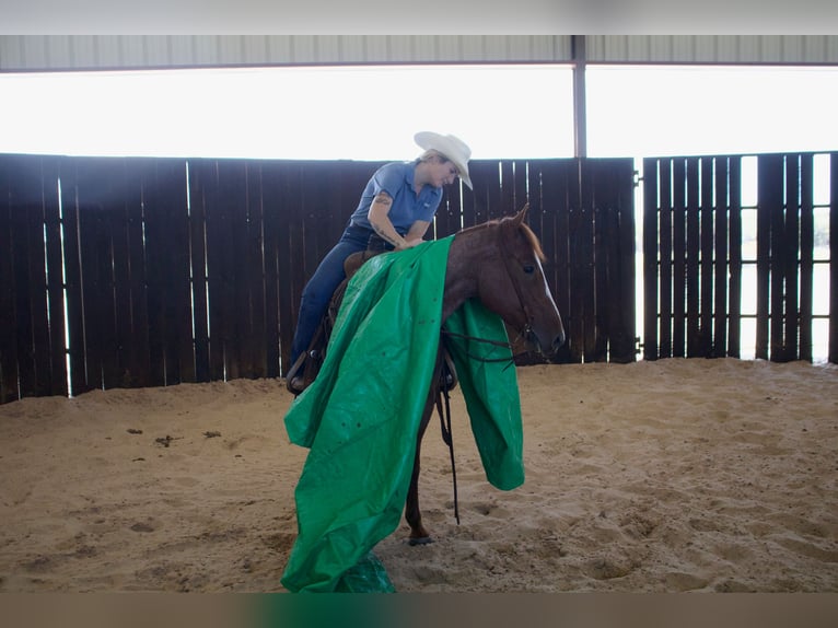 American Quarter Horse Castrone 6 Anni 147 cm Roano rosso in Collinsville, TX