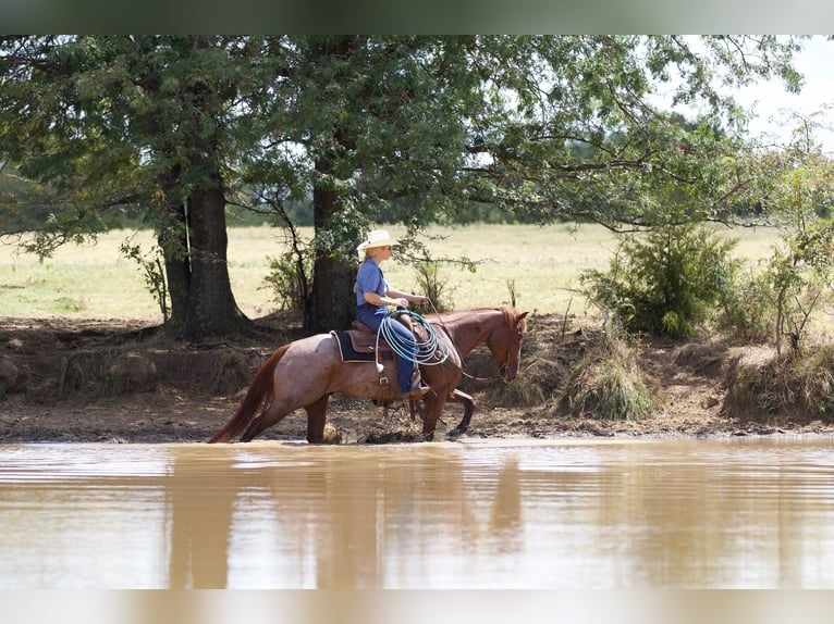 American Quarter Horse Castrone 6 Anni 147 cm Roano rosso in Collinsville, TX