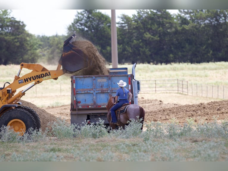 American Quarter Horse Castrone 6 Anni 147 cm Roano rosso in Collinsville, TX