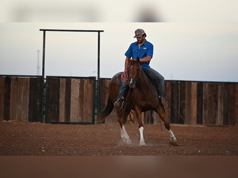 American Quarter Horse Castrone 6 Anni 147 cm Roano rosso in Waco