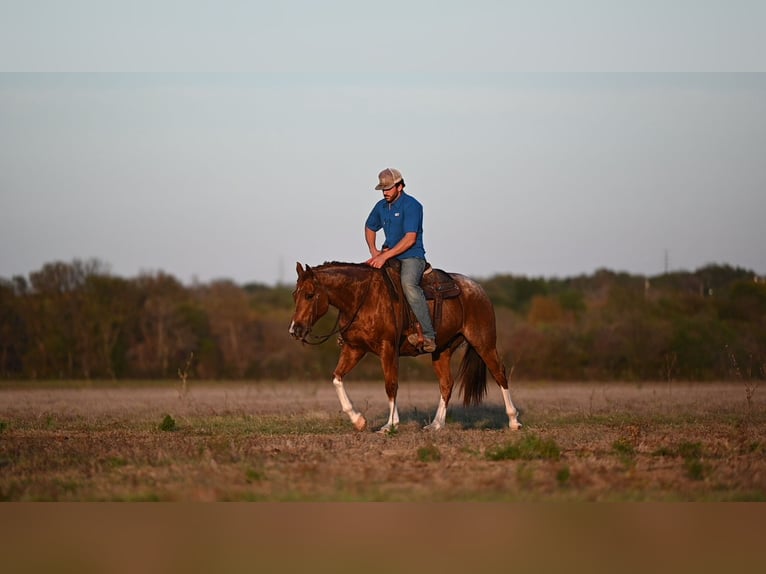 American Quarter Horse Castrone 6 Anni 147 cm Roano rosso in Waco
