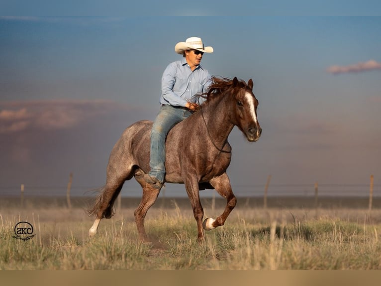 American Quarter Horse Castrone 6 Anni 147 cm Roano rosso in Canyon, TX