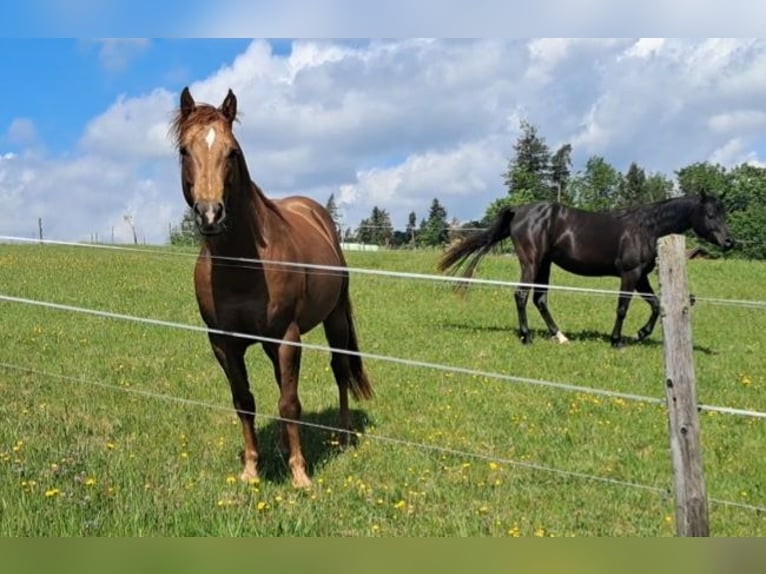 American Quarter Horse Castrone 6 Anni 147 cm Sauro in Höchenschwand