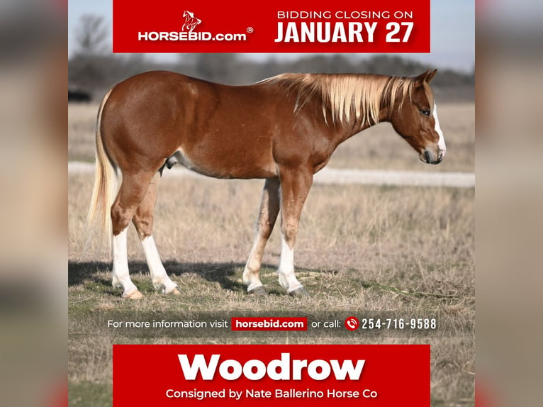 American Quarter Horse Castrone 6 Anni 147 cm Sauro ciliegia in Waco, TX