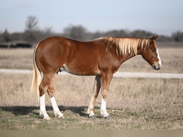 American Quarter Horse Castrone 6 Anni 147 cm Sauro ciliegia in Waco, TX