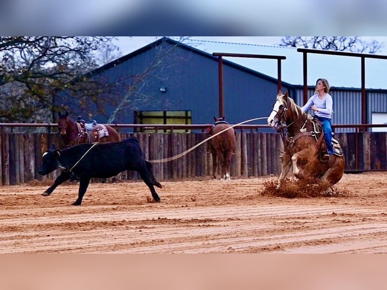 American Quarter Horse Castrone 6 Anni 147 cm Sauro ciliegia in Waco, TX