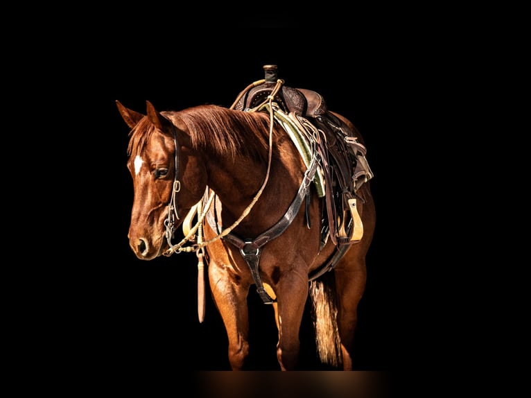 American Quarter Horse Castrone 6 Anni 147 cm Sauro ciliegia in Grand Island, NE