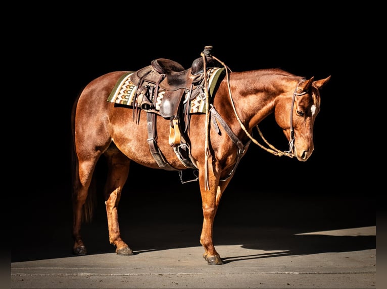 American Quarter Horse Castrone 6 Anni 147 cm Sauro ciliegia in Grand Island, NE