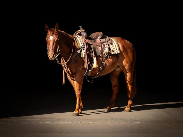 American Quarter Horse Castrone 6 Anni 147 cm Sauro ciliegia in Grand Island, NE