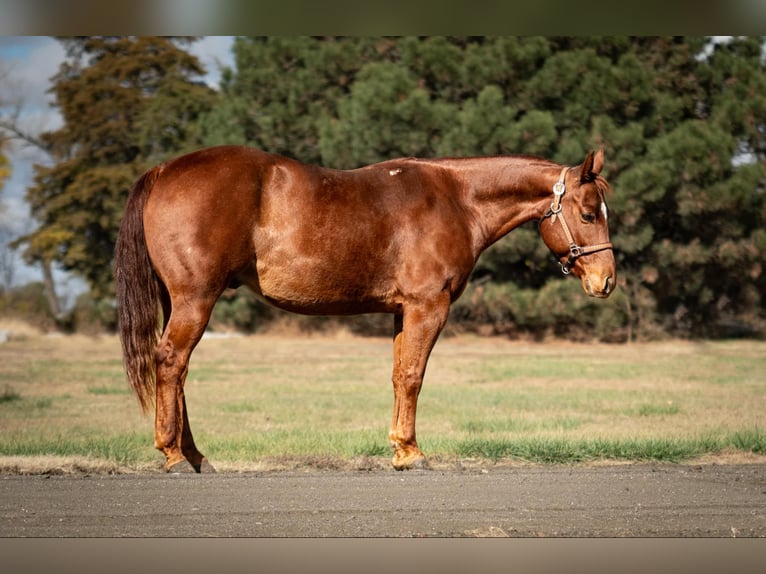 American Quarter Horse Castrone 6 Anni 147 cm Sauro ciliegia in Grand Island, NE