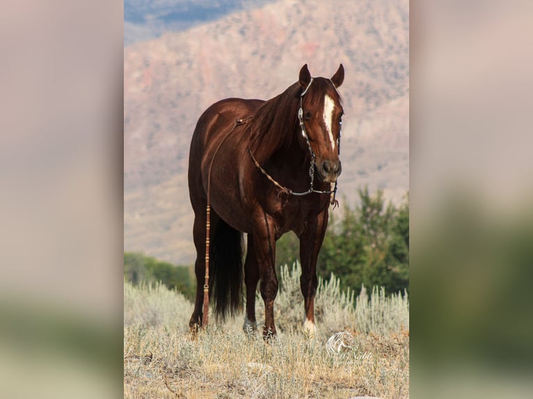 American Quarter Horse Castrone 6 Anni 147 cm Sauro ciliegia in Cody, WY