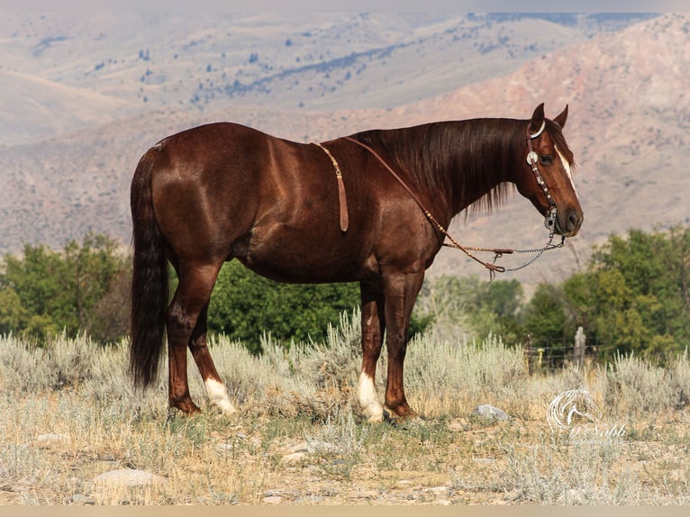 American Quarter Horse Castrone 6 Anni 147 cm Sauro ciliegia in Cody, WY