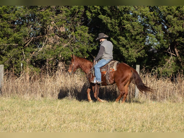 American Quarter Horse Castrone 6 Anni 147 cm Sauro ciliegia in Greensburg KY