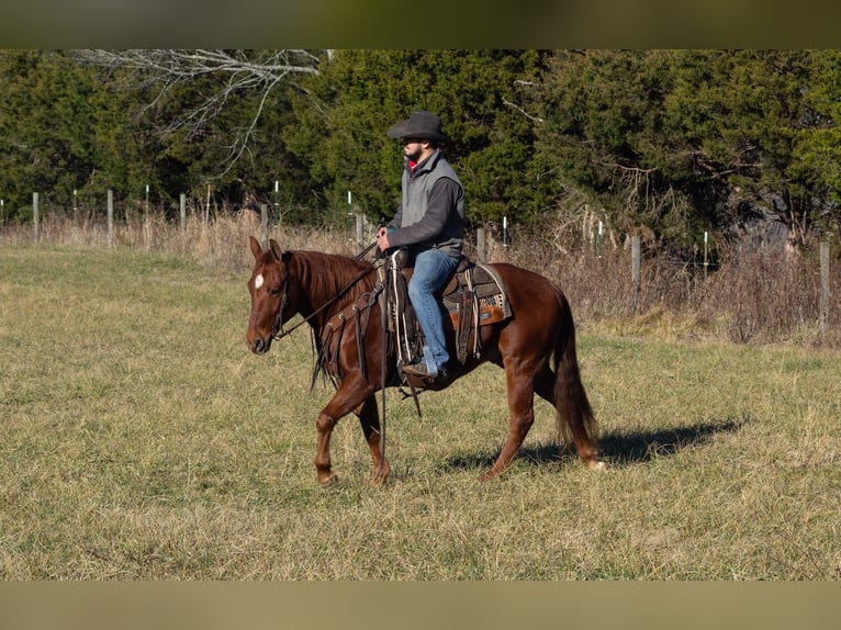 American Quarter Horse Castrone 6 Anni 147 cm Sauro ciliegia in Greensburg KY