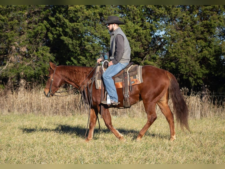 American Quarter Horse Castrone 6 Anni 147 cm Sauro ciliegia in Greensburg KY