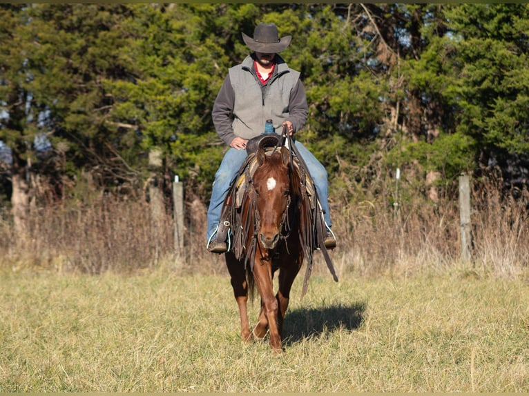 American Quarter Horse Castrone 6 Anni 147 cm Sauro ciliegia in Greensburg KY