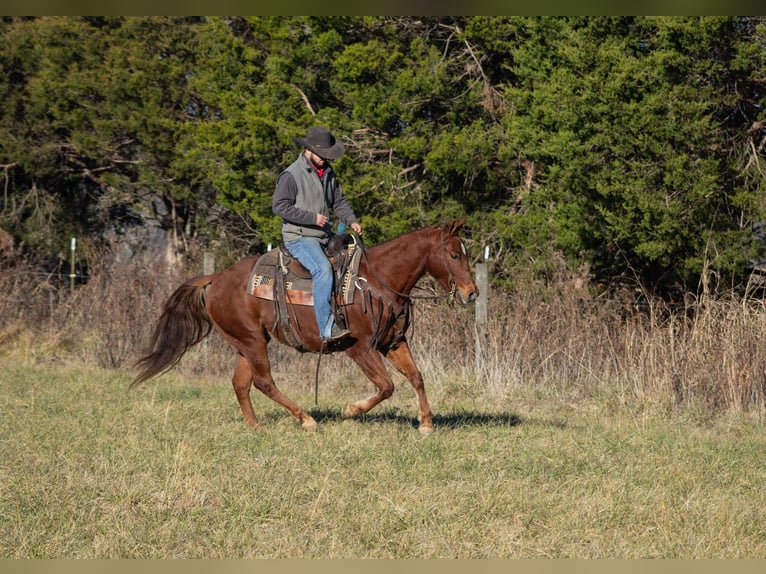 American Quarter Horse Castrone 6 Anni 147 cm Sauro ciliegia in Greensburg KY