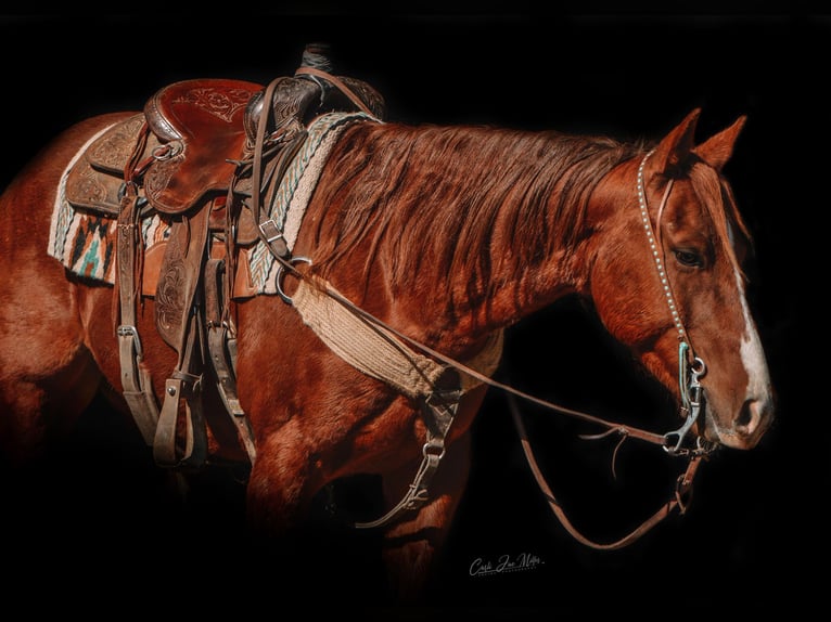 American Quarter Horse Castrone 6 Anni 147 cm Sauro ciliegia in Lewistown IL