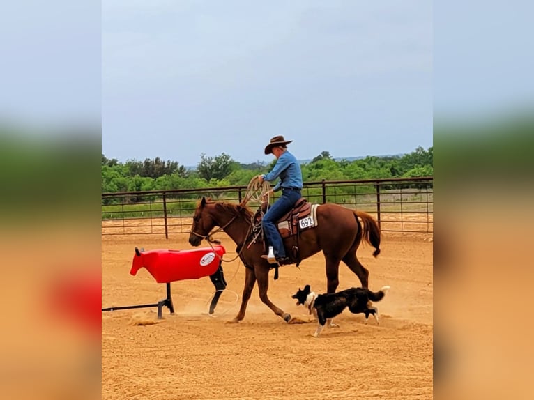 American Quarter Horse Castrone 6 Anni 147 cm Sauro ciliegia in Rising Star TX