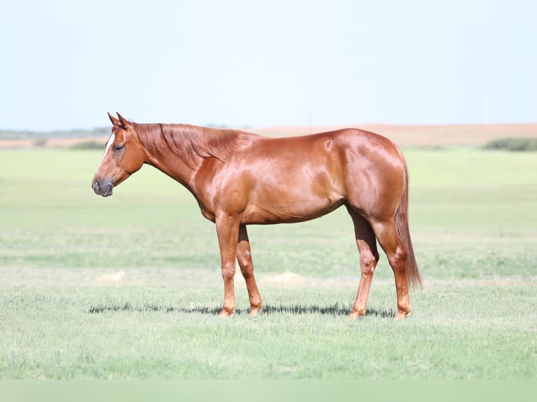 American Quarter Horse Castrone 6 Anni 147 cm Sauro ciliegia in Rising Star TX