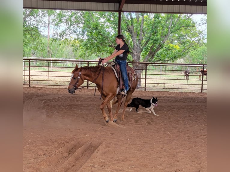 American Quarter Horse Castrone 6 Anni 147 cm Sauro ciliegia in Rising Star TX