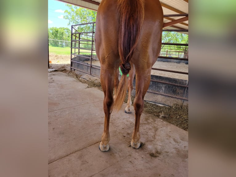 American Quarter Horse Castrone 6 Anni 147 cm Sauro ciliegia in Rising Star TX