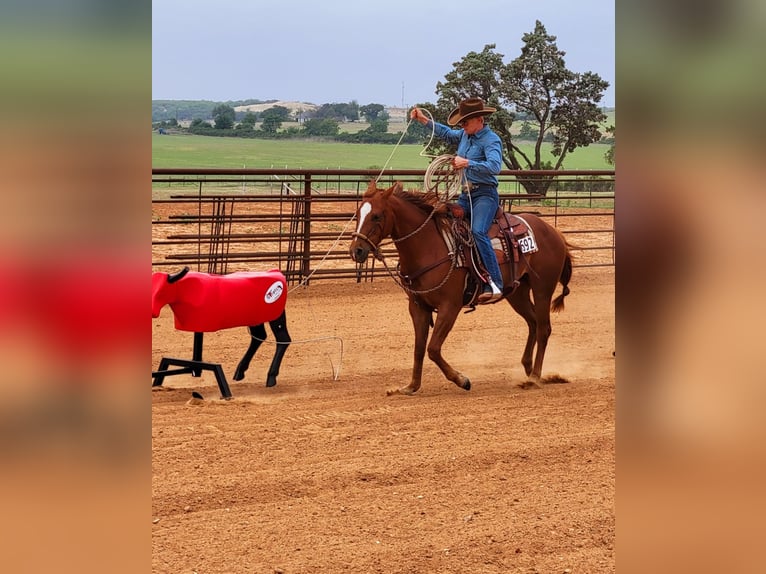 American Quarter Horse Castrone 6 Anni 147 cm Sauro ciliegia in Rising Star TX