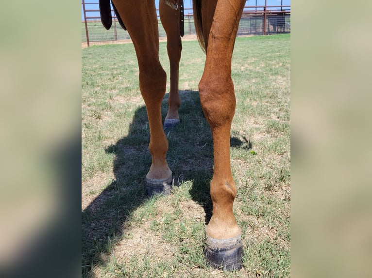 American Quarter Horse Castrone 6 Anni 147 cm Sauro ciliegia in Rising Star TX