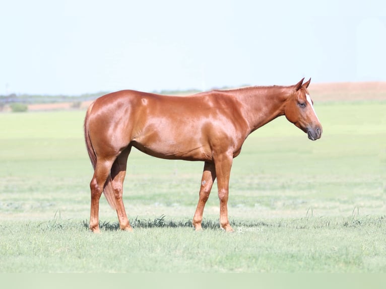 American Quarter Horse Castrone 6 Anni 147 cm Sauro ciliegia in Rising Star TX