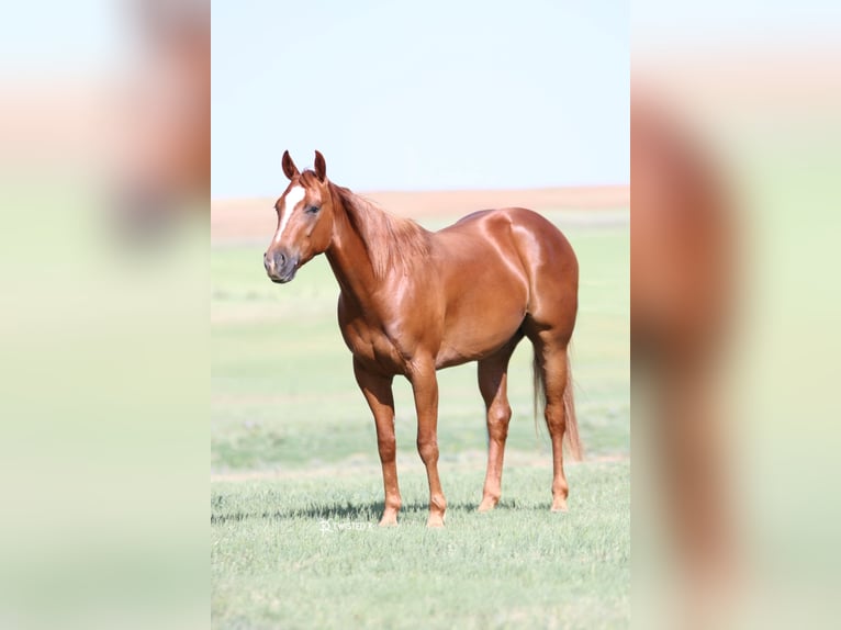 American Quarter Horse Castrone 6 Anni 147 cm Sauro ciliegia in Rising Star TX