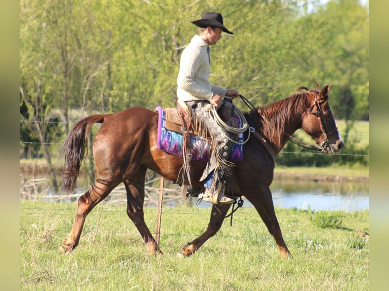 American Quarter Horse Castrone 6 Anni 147 cm Sauro ciliegia in Baxter Springs