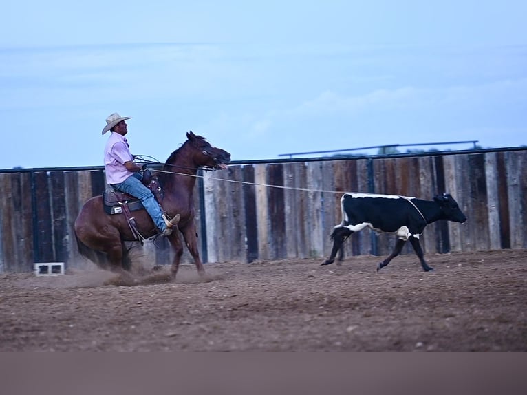 American Quarter Horse Castrone 6 Anni 147 cm Sauro ciliegia in Burleson, TX