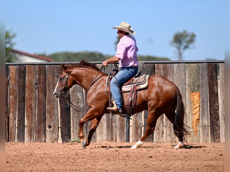 American Quarter Horse Castrone 6 Anni 147 cm Sauro ciliegia in Burleson, TX