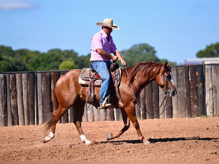 American Quarter Horse Castrone 6 Anni 147 cm Sauro ciliegia in Burleson, TX