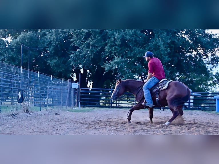 American Quarter Horse Castrone 6 Anni 147 cm Sauro ciliegia in Burleson, TX